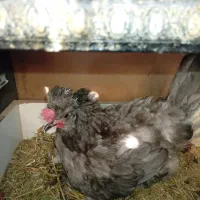 مرغ وخروس گلین|حیوانات مزرعه|قم, شهرک مهدیه|دیوار