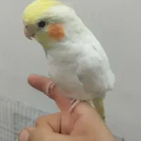 عروس هلندی دستی و سخنگو