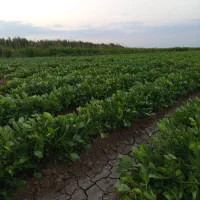 2.5هکتار بادام اطلس