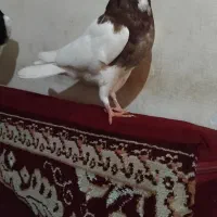 کبوتر|پرنده|کرمانشاه, |دیوار