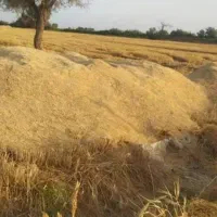 کاه گندم کاه کوب تمیز  کیلویی  ۸.۵۰۰  تومان