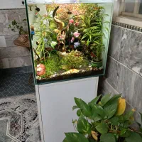 آکواریوم با گیاه زنده|ماهی|قم, نخودی|دیوار