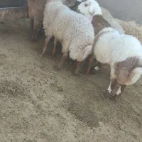 بره ماده  بشرط آزمایش