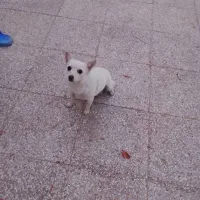 سگ پاکوتاه|سگ|شیراز, گویم|دیوار