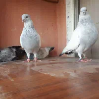 سینه ابی با