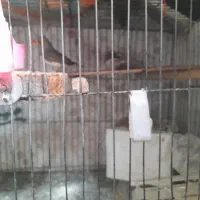 فنچ تخک گذاز