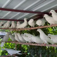 کبوتر پتی واله