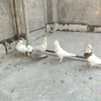 کبوتر|پرنده|شیراز, شهرک گلها|دیوار