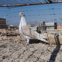 کفتر صید امری کله سرخ