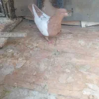 سینه زرد کفتر نر|پرنده|شیراز, تندگویان|دیوار