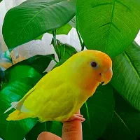 یک عدد طوطی کوتوله اوپال کله نارنجی