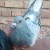 کبوتر یا کفتر