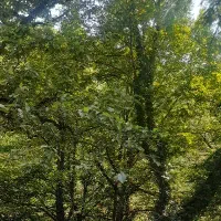 سیم کارت 912 کد ۷