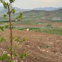 فروش ۲۰۰۰ متر زمین باغ قیلسون