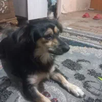 سگ شپرز
