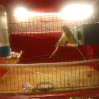 مرغ عشق|پرنده|اردبیل, |دیوار