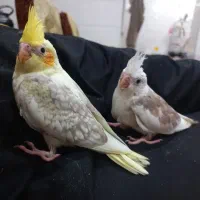 عروس هلندی جفت بسیار زیبا.و دو نرو ماده جدا