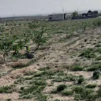 ۷۰۰۰هزارمتر زمین دارای نهال پسته پیوندی وبار دار|فروش دفتر صنعتی، کشاورزی، تجاری|تربت جام, میان جام|دیوار