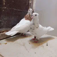 کبوتر طوقی|پرنده|پیرانشهر, |دیوار