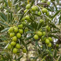 خرید نهـال انگــور اصــلاحشده جهت باغات تجــاری|خدمات باغبانی و درختکاری|اردبیل, |دیوار