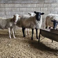 رومانوف و لاکن