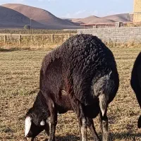 قوچ چال افشار درجه یک چال افشار درجه یک