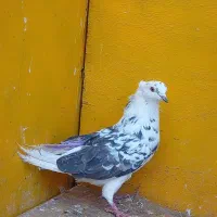 کبوتر غریب پرشی|پرنده|کوهدشت, |دیوار