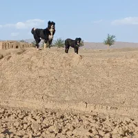 واگذاری سگ قدرجونی