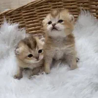 بریتیش شورت هیر و لانگ هیر|گربه|کرج, جهان‌شهر|دیوار