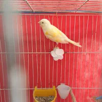 قناری جونه نر معاوضه با ماده