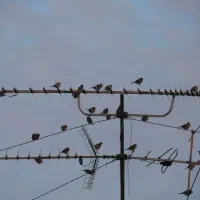 نصب گیرنده های دیجیتال|خدمات پیشه و مهارت|نورآباد ممسنی, |دیوار