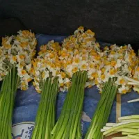 فروش گل نرگس فقط ۴۳۰|گل و گیاه طبیعی|شیراز, کاراندیش|دیوار