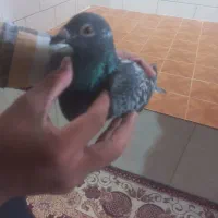 کبوتر
