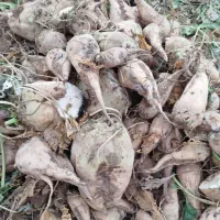 چغندر فقط برای خوراک دام|عمده‌فروشی|بشاریات, |دیوار