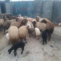 میه ورک کودشتی جوان  باب دولمنی