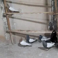 کفتررنگی|پرنده|قم, گلزار|دیوار