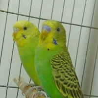 جفت مرغ عشق مولد