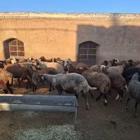 ۳۰ رس میش|حیوانات مزرعه|خنداب, |دیوار