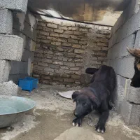 سگ قدریجانی نر