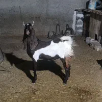 پازن و تیشتر|حیوانات مزرعه|چغادک, |دیوار