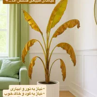 گیاه آپارتمانی