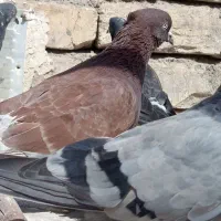 جوجه زیر کت چپ آلبالویی|پرنده|قم, شهید صیاد شیرازی|دیوار