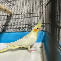 جوجه عروس هلندی ۳ ماهه