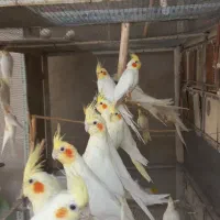 جفت عروس هلندی