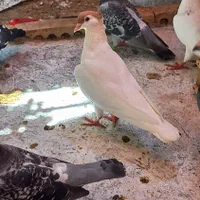 ۱جفت ساده خال|پرنده|گنبد کاووس, |دیوار