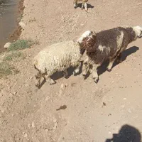 مقداری بره پای پروار