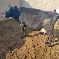 دوراس تلیسه|حیوانات مزرعه|ششطراز, |دیوار