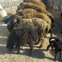 فروش میش جوان بره دار سالم وسلامت