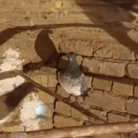 کفتر|پرنده|همدان, |دیوار