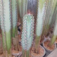 فروش عمده پایه کاکتوس گلخانه‌ای بذری، آماده پیوند|گل و گیاه طبیعی|خمینی‌شهر, |دیوار